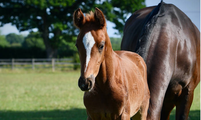 Good Breeding Practice