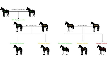 WFFS Inheritance Diagram